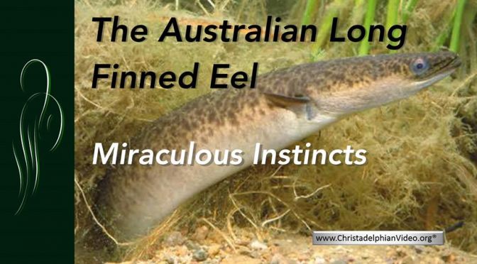 The Long finned Australian Eel - A wonder of Creation