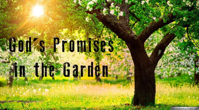 Gods Promises in the Garden of Eden Video Post
