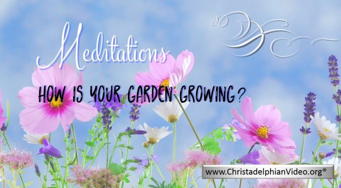Stop & Think Meditations: How is your garden growing?