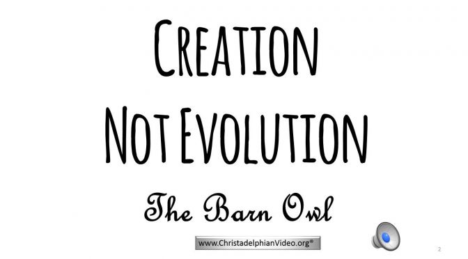Proof Of Creation: 'The Barn Owl'