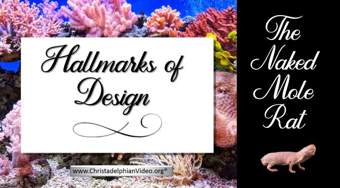 Hallmarks of Design: The Naked Mole Rat