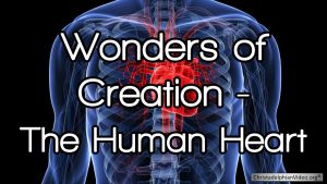 Wonders of Creation: The Human Heart