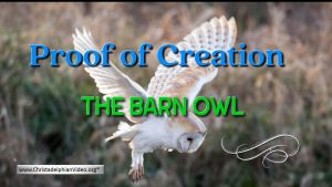 Proof of a Creation: The Barn Owl