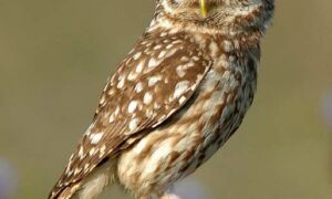 The owl—unique and perfect design: Evidence of Design in The Creation