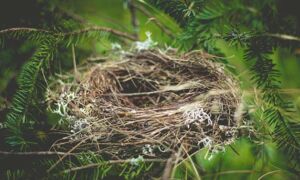 Evidence of Design in The Creation: The birds make their nests