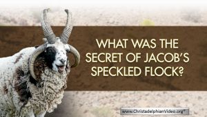 What was the secret of Jacob's Speckled Flock