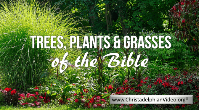 Trees, Plants and Grasses of the Bible 3 Part Video Bible Study Series