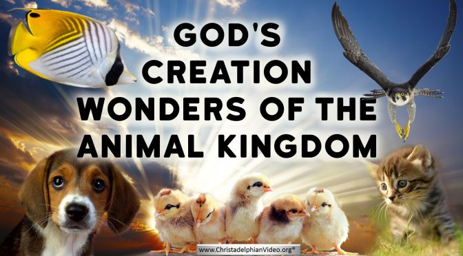 God's Creation: Wonders of the Animal Kingdom