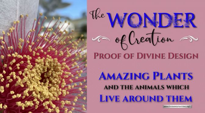 The Wonder of Creation: Proof of Divine Creation