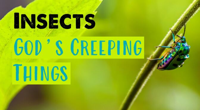 Insects: God's Creeping Things!