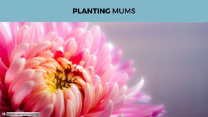 Pause to consider: Planting Mums