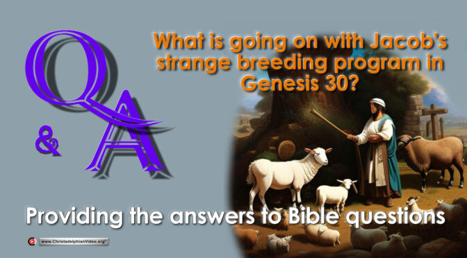 Q&A: What is going on with Jacob's strange breeding Program in Genesis 30?