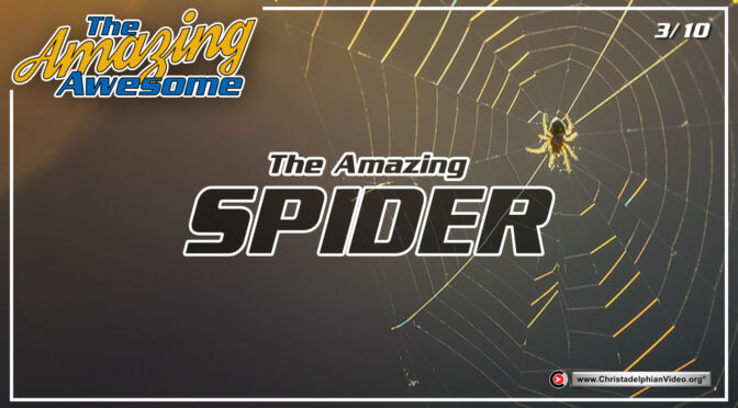 The Awesome Amazing...'Spider'